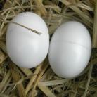 Plastic Dummy Dove Eggs