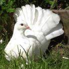White Fantail Dove