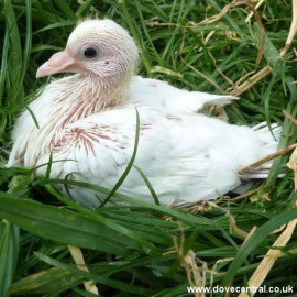 Squab White Dove