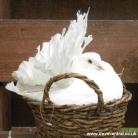 Nesting Fantail Dove